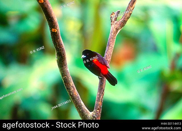 Passerinitangare, Ramphocelos passerinii, Thraupidae, Männchen, Vogel, Tier, Selva Bananita Lodge, Costa Rica