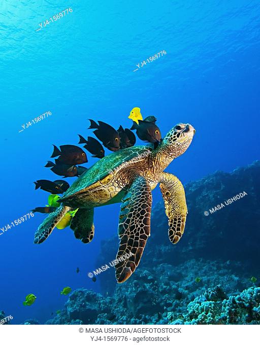 endangered species, green sea turtle, Chelonia mydas, being cleaned by yellow tang, Zebrasoma flavescens, gold-ring surgeonfish, Ctenochaetus strigosus