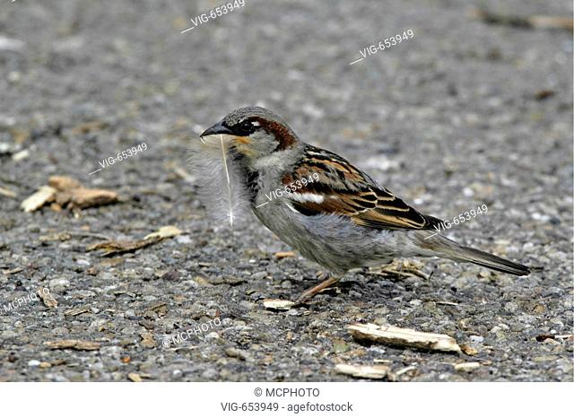 Haussperling, Spatz, Maennchen (Passer domesticus) House Sparrow, male + Texel, Holland, Niederlande, Netherlands  - Texel, Texel, Niederlande / Netherlands