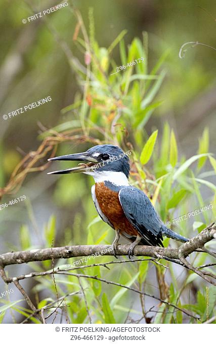 Ringed kingfisher (Ceryle torquata). Pantanal, the world largest wetland, Brazil, South America
