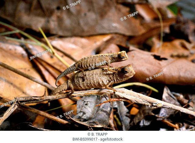 dwarf chameleon, Madagascan dwarf chameleon, minute leaf chameleon (Brookesia minima), couple, male sits on female, Madagascar, Nosy Be, Lokobe Reserva