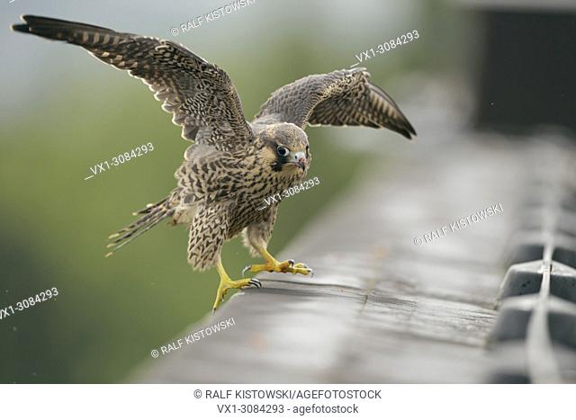 Peregrine Falcon / Duck Hawk ( Falco peregrinus ), fledged young male, unsafe, beating its wings, landing on top of a roof, wildlife, Europe