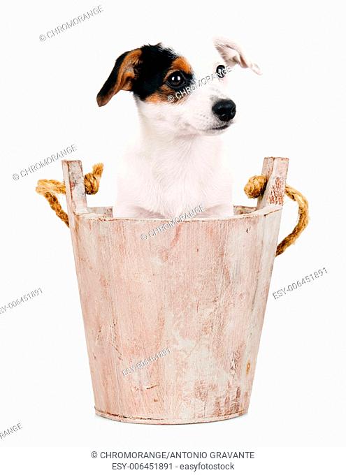 Jack Russell puppy in wooden bucket on white background