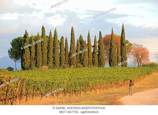 Vines scape near Cantinone, Montefalco, Umbria, Italy