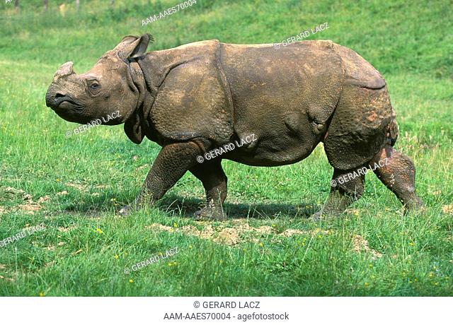 Indian Rhinoceros Rhinoceros Unicornis Walking On Grass