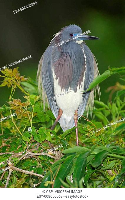 Tricolor Heron, Egretta tricolor