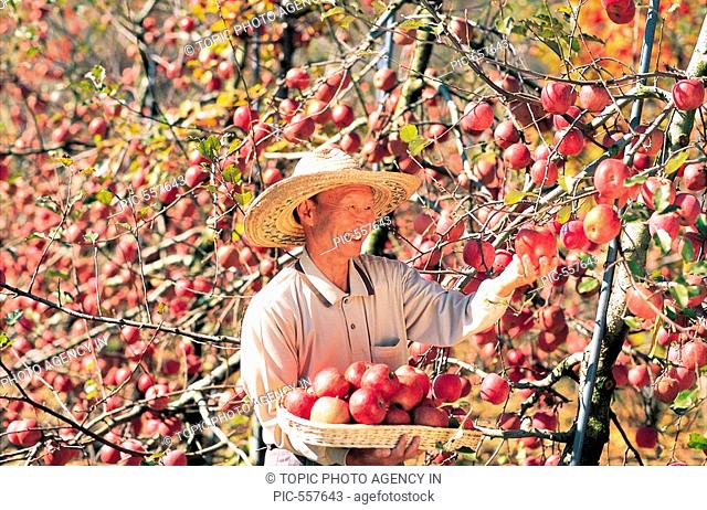 Apple Orchard, Gyeongbuk, Korea