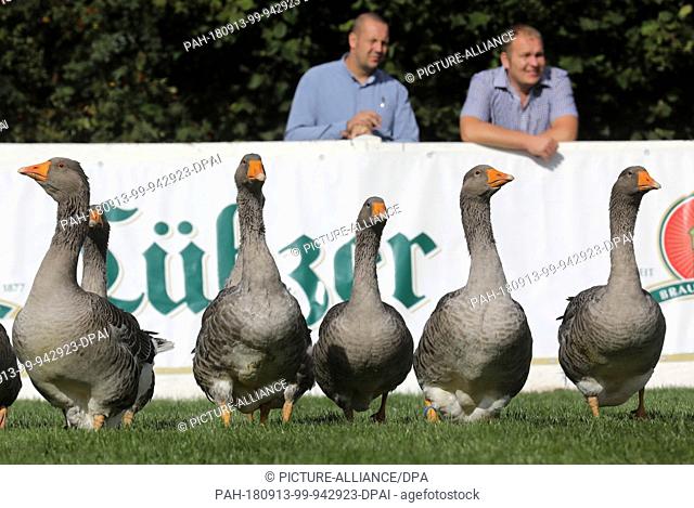 13 September 2018, Mecklenburg-Western Pomerania, Muehlengeez: Pomeranian geese, the animals of the Mela 2018, will be presented at the opening of the...