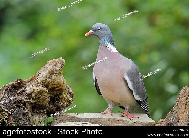 Common wood pigeon (Columba palumbus), sitting at a weir for wild boar, Wilden, North Rhine-Westphalia, Germany, Europe