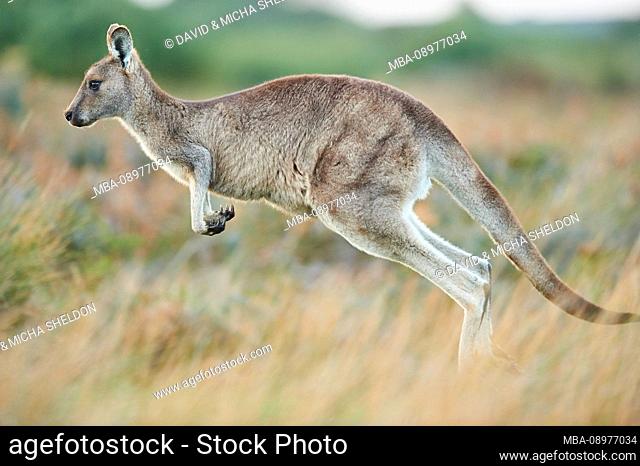 Eastern Gray Kangaroo (Macropus giganteus), Meadow, Sideways, Jump, Wilsons Promontory National Park, Victoria, Australia, Oceania