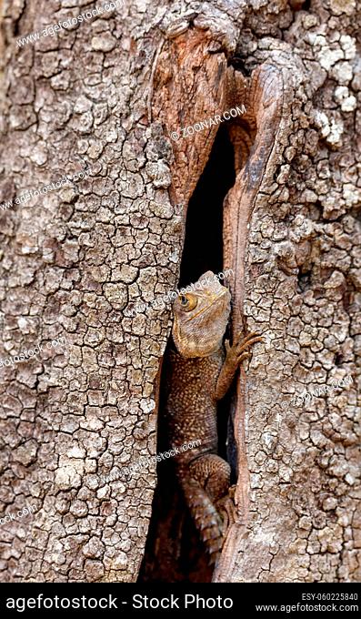 Oplurus cuvieri, known as the collared iguanid lizard, or Madagascan collared iguana. Ankarafantsika National Park, Madagascar wildlife and wilderness