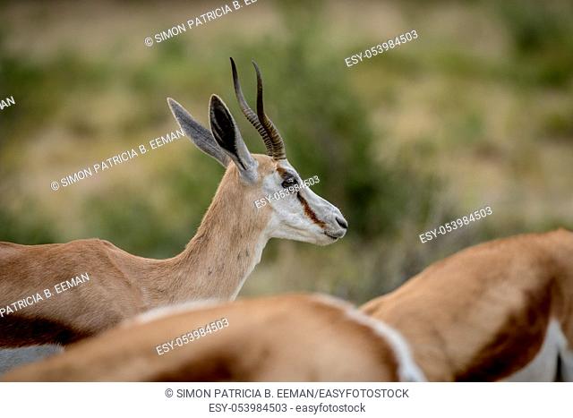 Close up of a Springbok in the Kalagadi Transfrontier Park, South Africa