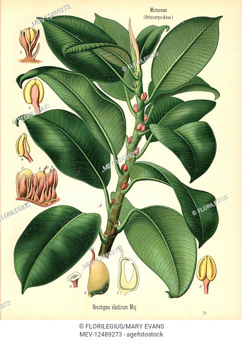 Rubber fig tree, Ficus elastica (Urostigma elasticum). Chromolithograph after a botanical illustration from Hermann Adolph Koehler's Medicinal Plants