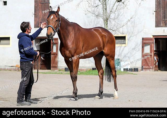 15 April 2020, Saxony, Leipzig: Leipzig's head trainer Marco Angermann holds the horse Mockingjay. The six-year-old gelding ended the 2019 season unbeaten with...