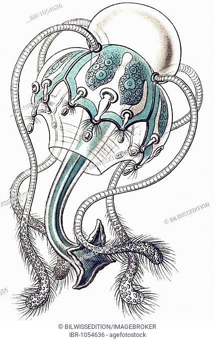 Historic illustration, tablet 16, title Narcomedusae, Jellyfish, name Pegantha, 5/ Cunarcha aeginoides, Cunanthidae family, from the side, Ernst Haeckel