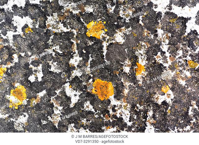 Crustose lichen community with Verrucaria nigrescens (black), Aspicilia calcarea (grey) and Xanthoria flavescens (orange) growing on a calcareous rock