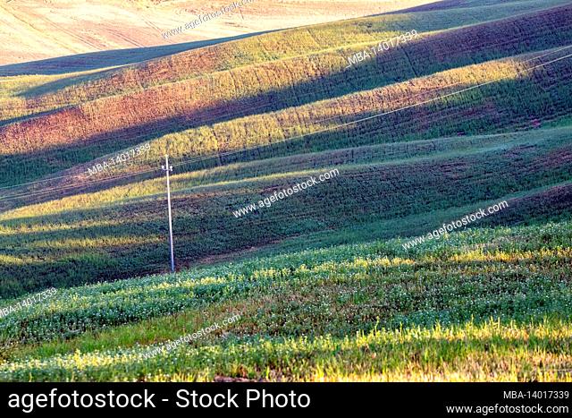 detail of green meadow on the hills of the crete senesi, asciano, siena, tuscany, italy