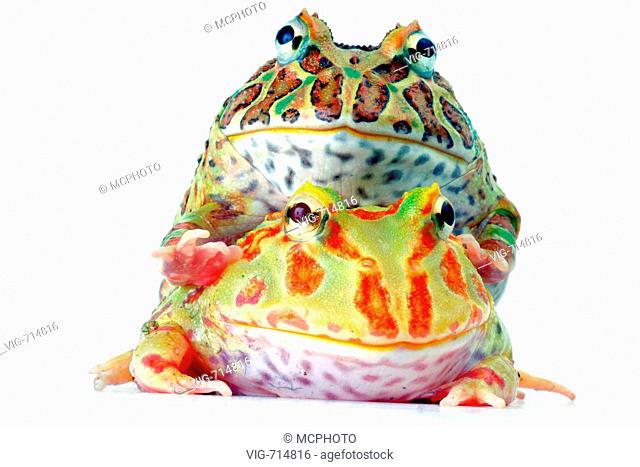 argentine horned frog, pacman frog, nightcrawler, night crawler, ornate horned frog, ornate horned toad, escuerzo (Ceratophrys ornata)