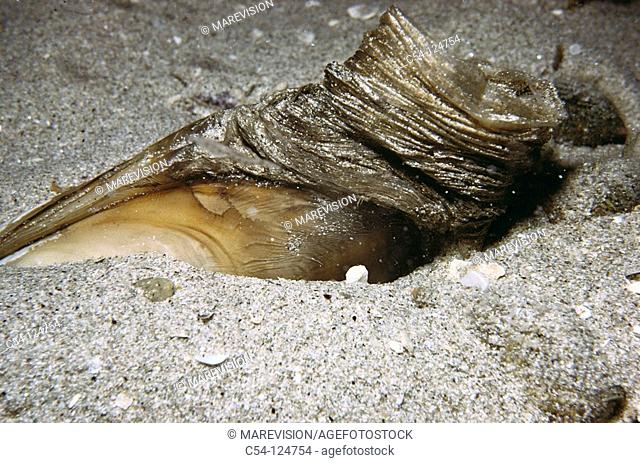 Trough shell (Lutraria lutraria). Ria of Vigo, Pontevedra province, Galicia, Spain