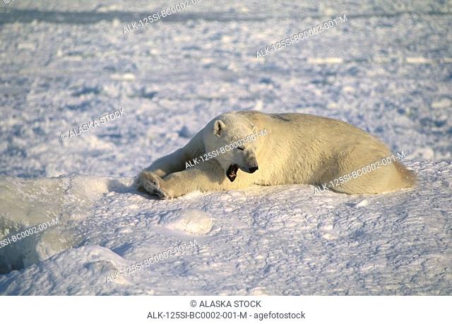 Polar Bear Resting on Snow Churchill Manitoba Canada Adult Winter Yawning Tired