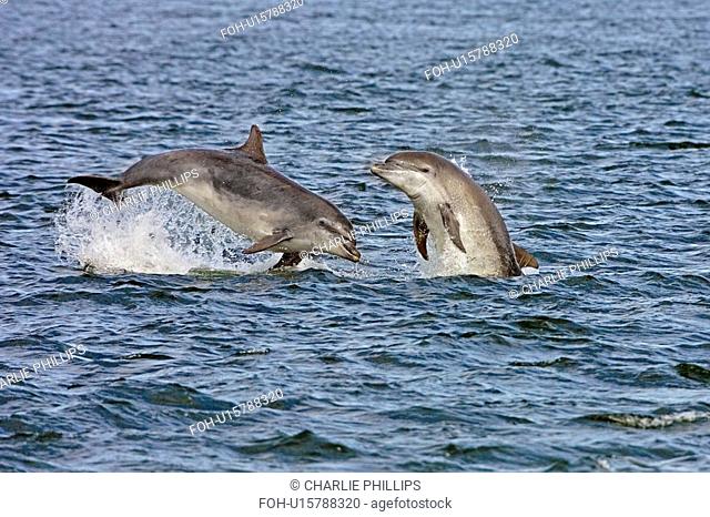 Bottlenose dolphins Tursiops truncatus breaching near the beach at Chanonry Point, Moray Firth, Scotland