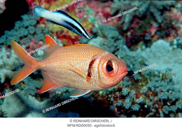 Blotcheye soldierfish and cleaner wrasse, Myripristis murdjan, Indian Ocean Komodo National Park, Indonesia