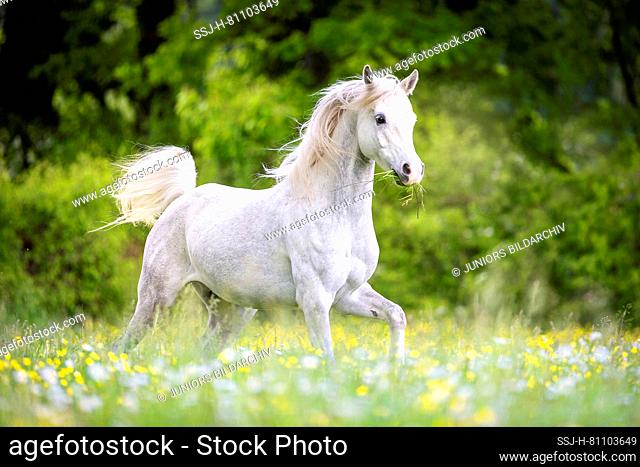Arab Horse. Gray gelding galloping on a pasture. Switzerland . Not for calendar cover 2023 in German-spaeking countries