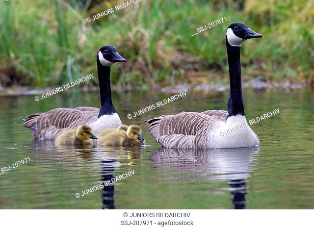 Canada Goose (Branta canadensis). Parents birds with goslings on water, Sweden