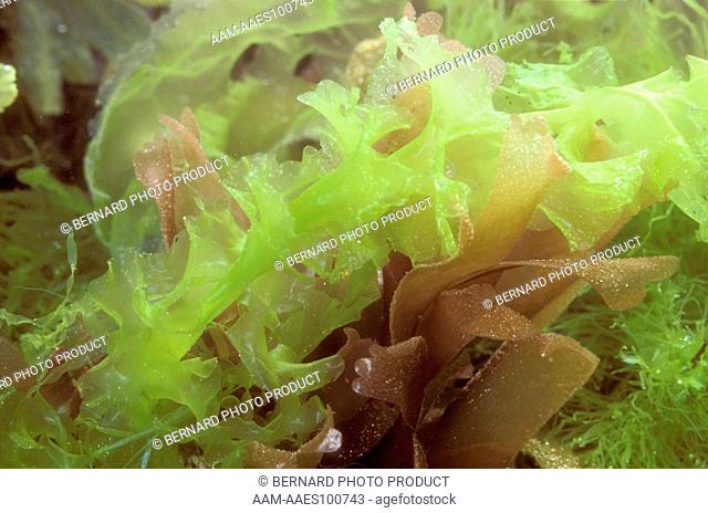 Algae: Chlorophyceae Rhodophyceae, Red & Green Seaweeds Tidepool, Devon, UK