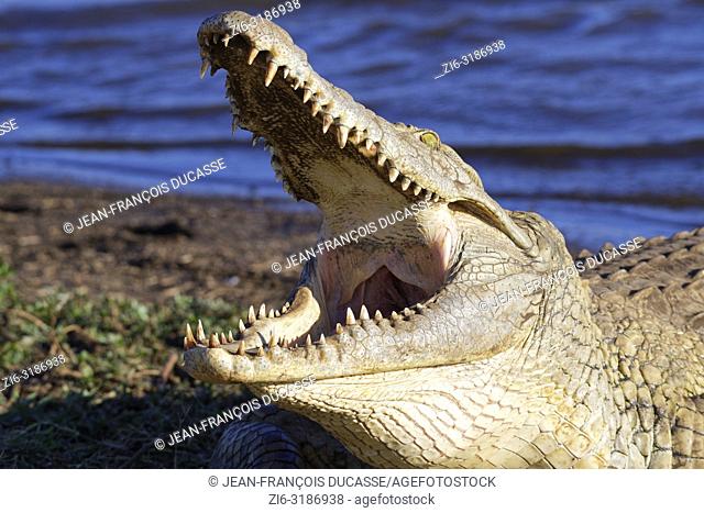 Nile crocodile (Crocodylus niloticus), gaping mouth wide open for thermoregulation, on the bank, Sunset Dam, Kruger National Park, Mpumalanga, South Africa