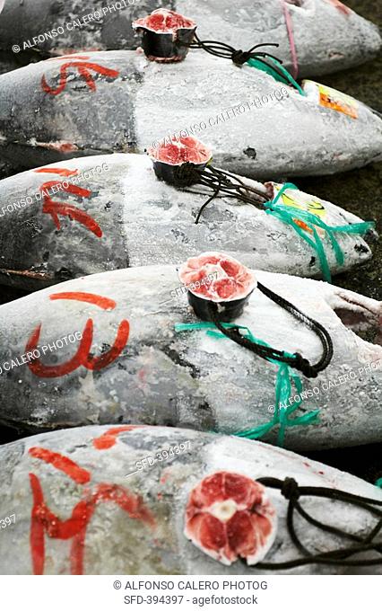 Frozen bluefin tuna with tail fins cut off