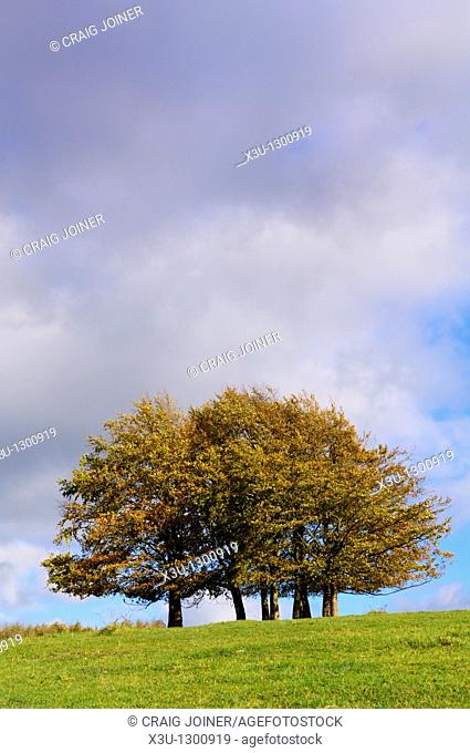 Autumn beech trees at Haresfield Beacon in the Cotswold Hills, Haresfield, Gloucestershire, England, United Kingdom