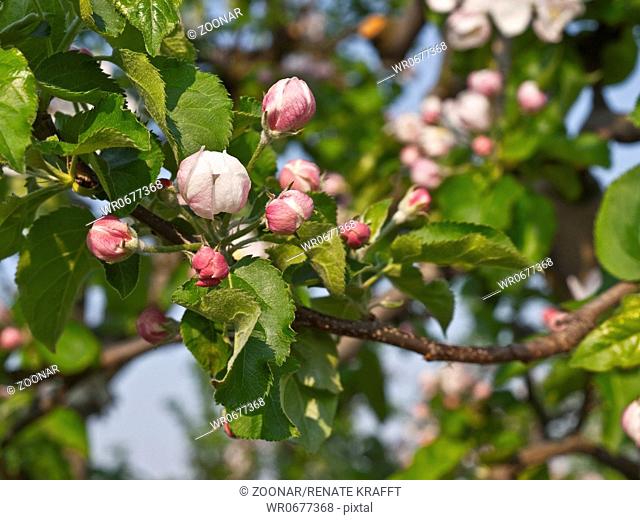 Apple Blossoming at Reclaimed Marshland, Germany