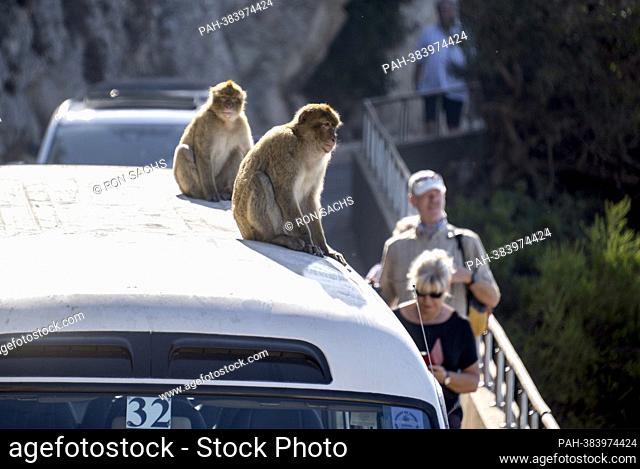 Wild monkeys sit on top of a tour bus in Gibraltar, United Kingdom on Wednesday, November 2, 2022. These monkeys are the only wild monkey population on the...