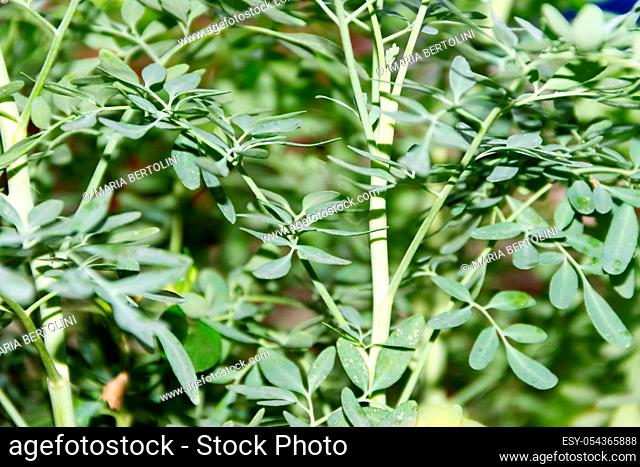 Leaves of the medicinal plant Ruta graveolens with unfocused background