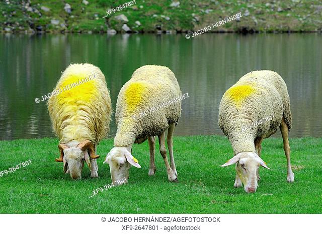 Flock of sheep.Pirineos Mountains.France