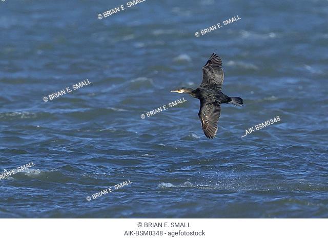 Adult non-breeding Great Cormorant (Phalacrocorax carbo carbo) in flight over the Atlantic Ocean off Ocean County in New Jersey, USA