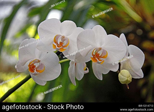 Orchid (Phalaenopsis Hybrid)