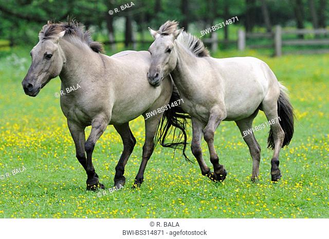 Tarpan (Equus ferus gmelini, Equus gmelini), back breeding attempt of the extinct wild horse subspecies by crossing different horse breeds