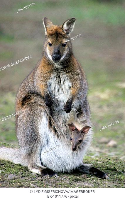 Red-necked Wallaby (Macropus rufogriseus, Wallabia rufogrisea) with joey in pouch
