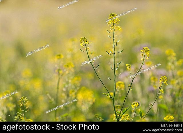 yellow flowers of white mustard on a field, evening light, Germany, Hesse, Nature Park Lahn-Dill-Bergland