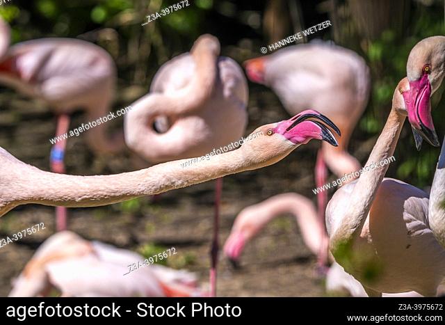 Nuenen / The Netherlands: Pink flamingos in a Dutch Zoo