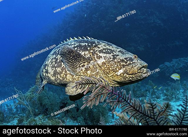 Atlantic goliath grouper (Epinephelus itajara) or jewfish swimming over coral reef, Jardines de la Reina National Park, Caribbean Sea
