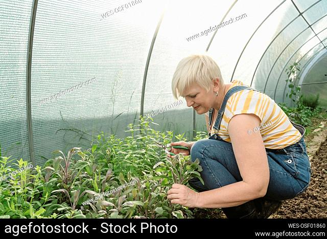 Farmer plucking sage crouching near plants in greenhouse