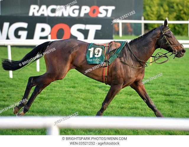Action from Leopardstown St Stephen's day racing meeting Featuring: Cerealice (19) shows the signs of a rocky journey around the course in the 1:50 Cardinal...