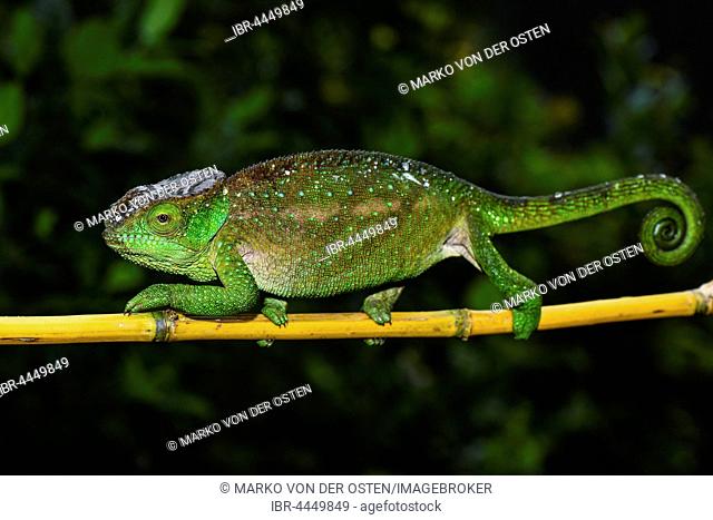 O'Shaughnessy's chameleon (Calumma oshaughnessyi), female, Ranomafana national park, Madagascar