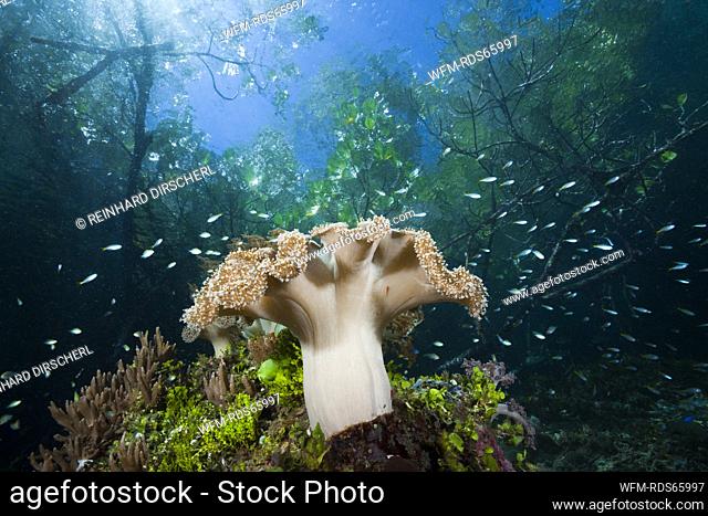 Corals growing near Mangroves, Raja Ampat, West Papua, Indonesia
