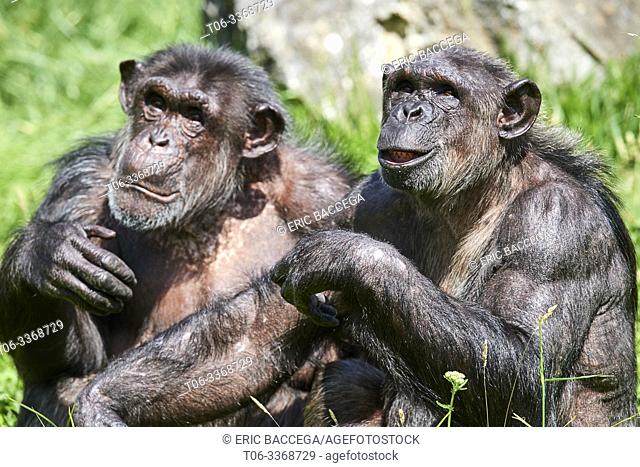 Two female chimpanze (Pan troglodytes) captive, Beauval Zoo Parc, France