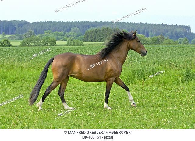 Galloping Paso Fino Horse mare