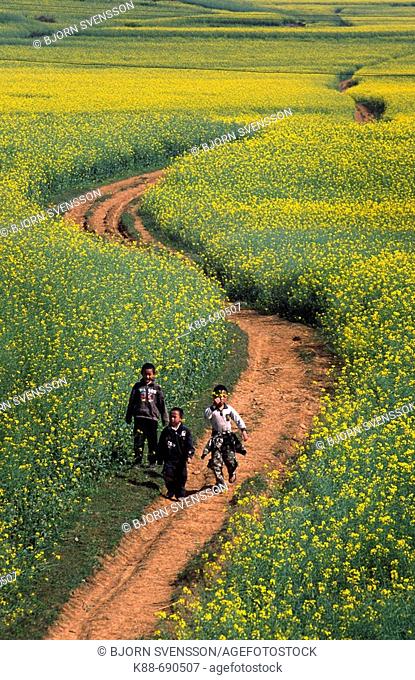 Canola fields, Luoping, Yunnan, China